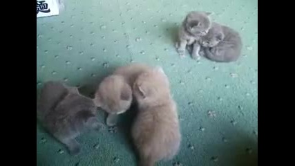 Сладки котенца си играят 