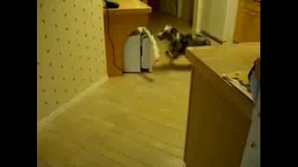 Най-Добрият Приятел На Човека!:)))))