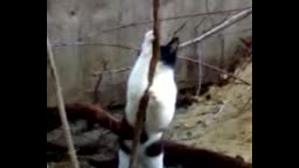 Котка прави стрийптиз