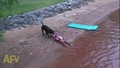 Това куче e безкомпромисен воден спасител