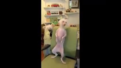 Това куче танцува страхотно. - Смях