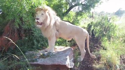 На разходка с голям възрастен лъв