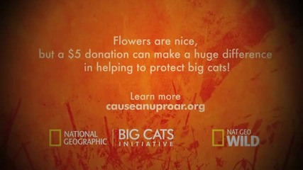Big Cats Love - Lion & Pride