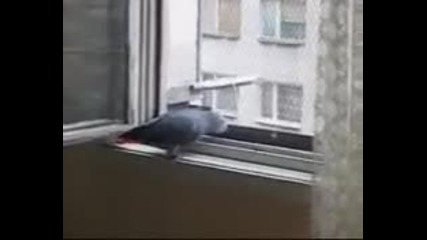 Папагал се кара на гълъб