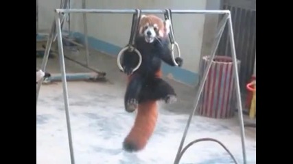 Червена панда прави гимнастика ..