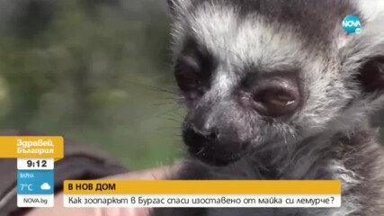 Зоопаркът в Бургас спаси изоставено от майка си лемурче