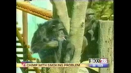 Маймуна пушач