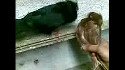 паламарски гълаб