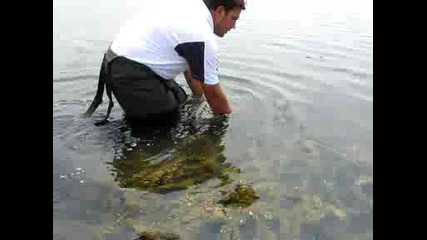 vasko Carp release! by Abrashev