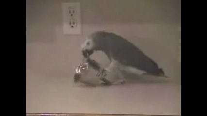 Папагал помага в кухнята 