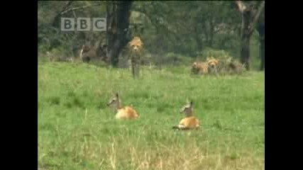 Cheetahs vs gazelles - Bbc wildlife