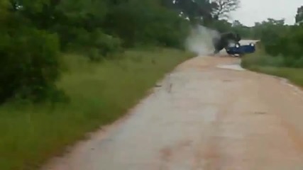 Разярен слон атакува автомобил в национален парк !!!