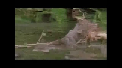 Смъртоносните животни на Амазония-част 3