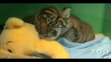 Сладко Бебе тигърче