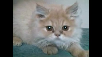 Котенце се пули