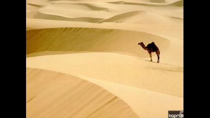 Ethno Bar - The Jerusalem Xperience - Desert Flower