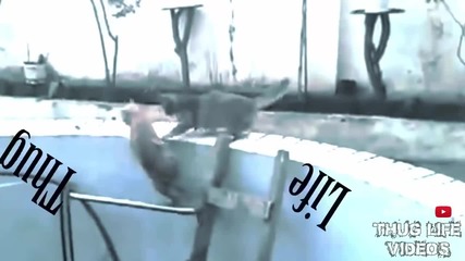 Thug Life - животни част 1
