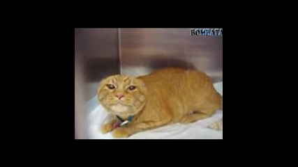 много ядосано коте