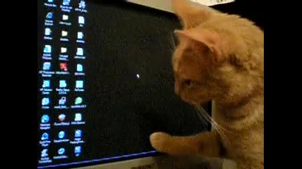 Котка си играе с курсур на монитор 