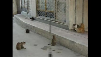 Бездомните котки в България.