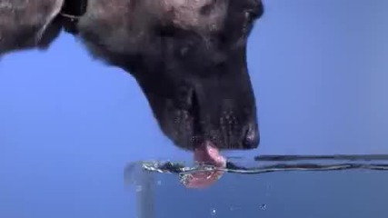 Time Warp - Dog Drinking 