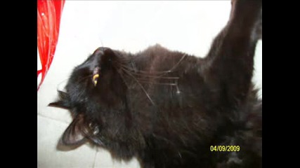 my cat