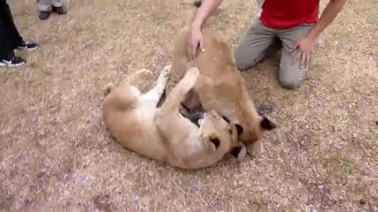 Силна дружба между куче и лъвчета