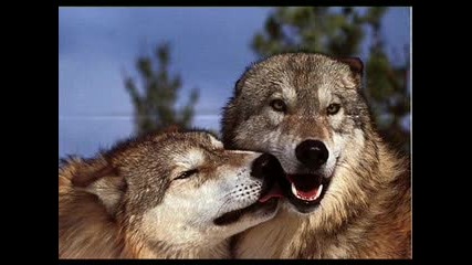 Wolf Pic