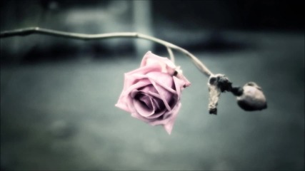 Phase - Reverse