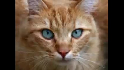 Котешки Remix.. 
