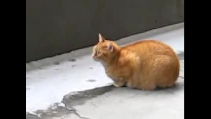 Котка срещy сняг 
