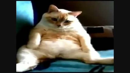 Cat_hiccup.avi