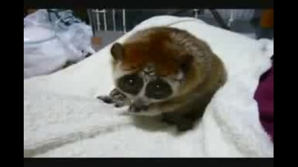 Какво Сладко Животинче 