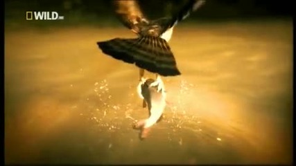 Nat Geo Wild Hd - Surviving the Jungle promo 