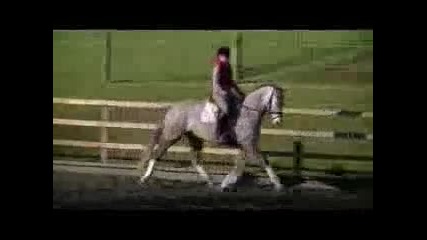 shannon equestrian