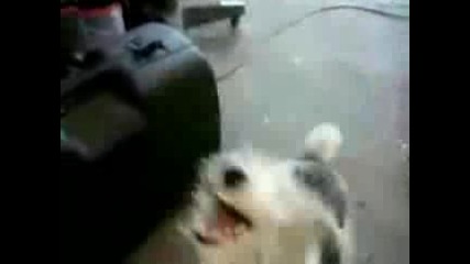 Death Metal Dog