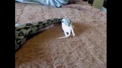 Змия закусва с мишле
