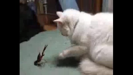 Котка срещу Омар