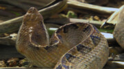 Малайската усойница | Седмицата на змията | NG Wild Bulgaria