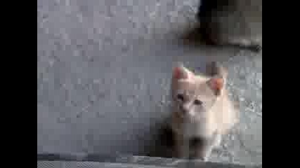 Малко котенце си играе с моливче(много сладко)