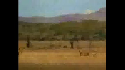 Creazy Gepard