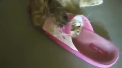 Котка заклещва главата си в джапанка