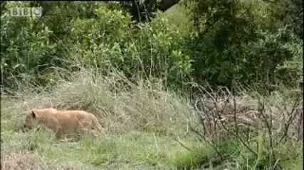 King lion under attack - Bbc wildlife 