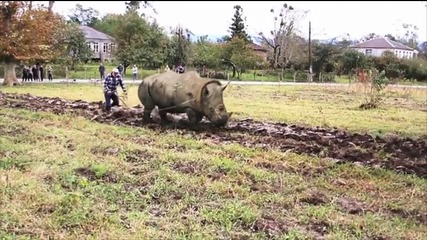 Как се оре нива с ... носорог!
