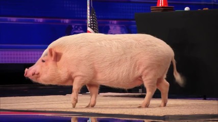 Тази свиня направи такова впечатление на журито на Америка търси талант, че чак получи целувка