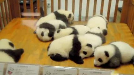 Малки сладки новородени панди