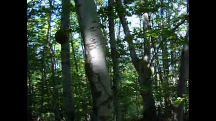 Кръстова гора енергийни дървета 2