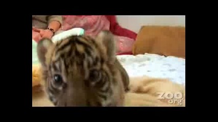 Невероятно Бебе Тигърче :*