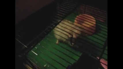 funny hamster dance 
