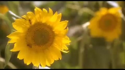 Black Cat, White Cat (1998) - Part 08 
